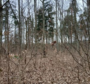 Spacer, pierwsza niedziela wiosny w Skladowice - Składowice - 3