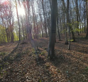 Balade Bois des 8 rue - Morbecque - 3