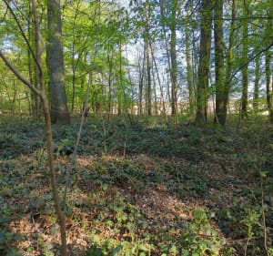 Balade Bois des 8 rue - Morbecque - 4