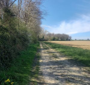 Balade au milieu des champs, entre Montluel et Pizay - Montluel - 3