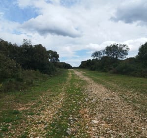 Des chemins de chèvres dans la garrigue - Saint-Maximin - 3