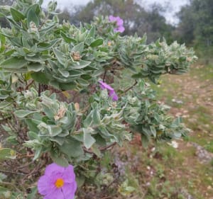 Des chemins de chèvres dans la garrigue - Saint-Maximin - 4