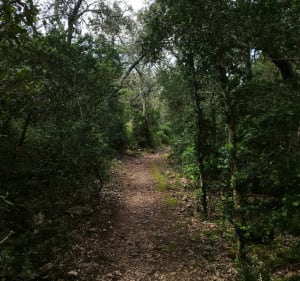 Des chemins de chèvres dans la garrigue - Saint-Maximin - 5