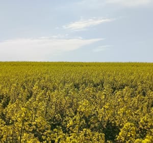 Massif de la Gardiole, étangs - Villeneuve-lès-Maguelone - 3
