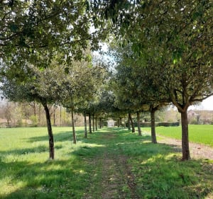Chemins ruraux des fontaines aux hauts de Port d'Envaux - Port-d'Envaux - 3