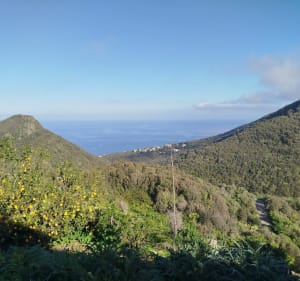Grigione et chemin du Chiusellu à Castagnetu - San-Martino-di-Lota - 5