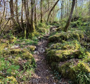 Balade dans la forêt noire de Revonnas - Revonnas - 3