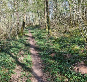 Balade dans la forêt noire de Revonnas - Revonnas - 4