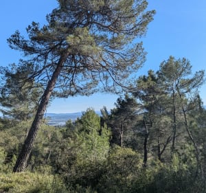Balade forestière sur les hauteurs de Corbières - Corbières-en-Provence - 3