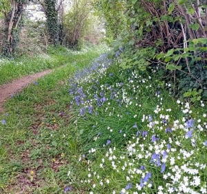Station trail de Bagnoles-de-l'Orne - Rives d'Andaine - 3