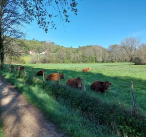 Balade de la palombière à Sainte-Nathalène - Sainte-Nathalène - 5