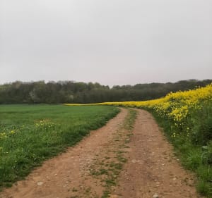 Camblain-Châtelain campagne et bois - Michel - 5