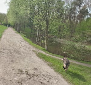 Park Powstańców Śląskich w Zabrzu - Zabrze - 4