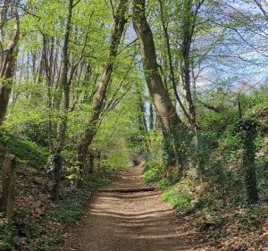 Chemin des jacinthes à Boeschepe - Boeschepe - 3