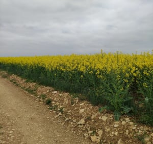 Randonnée gourmande de Saint Bris le Vineux - Saint-Bris-le-Vineux - 3
