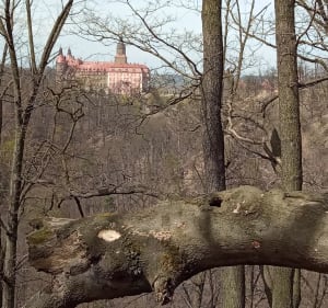 Wałbrzych Szczawienko Palmiarnia - Książ - trasa spacerowa. - Wałbrzych - 3
