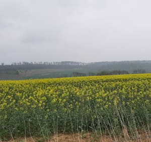 Entre plaine et forêt à Fry - Fry - 4