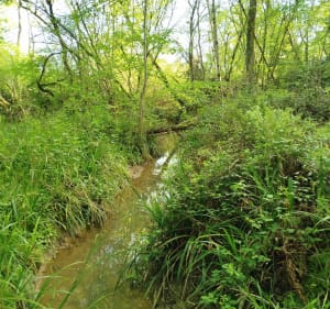 Sentier pédestre au Ruisseau Lapede - Caupenne-d'Armagnac - 4