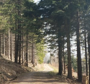 Z przełęczy Walimskiej na Przełęcz Sokolą. - Rzeczka - 3