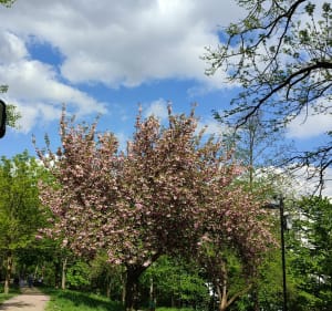 De Fontenay-aux-Roses versMontparnasse - Fontenay-aux-Roses - 3