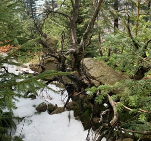 Korona Beskidu Sadeckiego - Szczawnica - 4