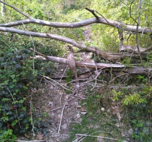 Balade en forêt de La Roche Turpin-Soucy - Fontenay-lès-Briis - 3