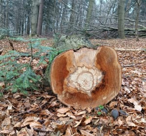Wyjście na Kamień (zwany Bieszczadem) - Lipowiec - 4