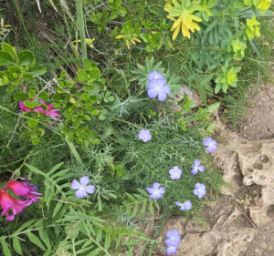 Sentier numéro 3 à Denia - Denia - 5