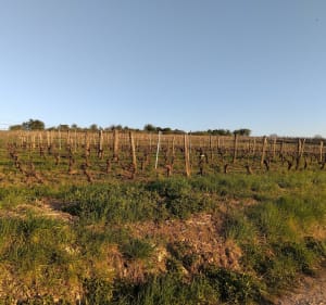 Boucle des Vignes à Gy - Gy - 3