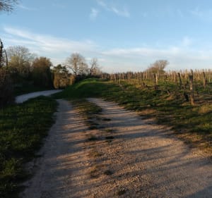 Boucle des Vignes à Gy - Gy - 4