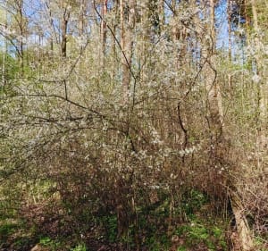 Lasy w Boronowie - Boronów - 5