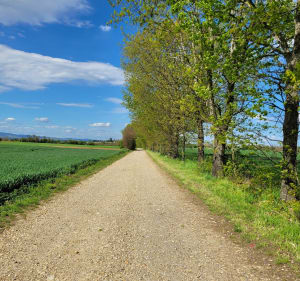 Promenade tranquille entre champs et bois autour de Guéreins - nicole - 3
