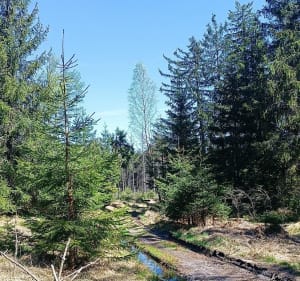 Białe skały - Karłów - 3