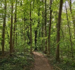 Parc de Saint cloud, des montées et une belle descente - Saint-Cloud - 4