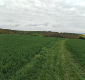 Point de vue à Joigny entre vignes et forêts - Joigny - 4