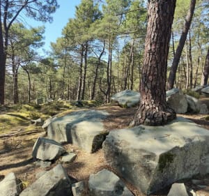 Forêt des 3 Pignons : traversée sur le GR11 - VALERIE - 5