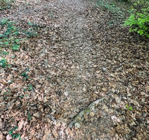 Ourouër boucle forêt des Amognes - Vaux d'Amognes - 3