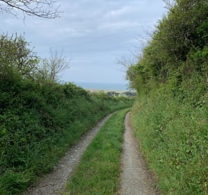Grand chemin des mûres - Surtainville - 3