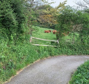 Grand chemin des mûres - Surtainville - 5