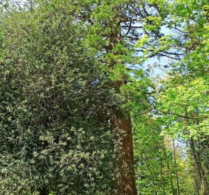 Balade autour du château de Bagnoles de l'Orne - Bagnoles de l'Orne Normandie - 5