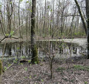 Las miejski - Rezerwat Żurawiniec - Poznań - 4