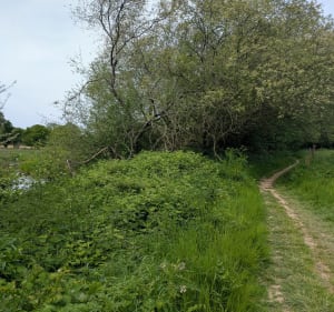 La Motte Marcillé à Gévezé depuis La Mézière - La Mézière - 4