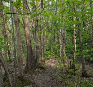 A travers les bois de St-Eloi de La Ville-du-Bois - La Ville-du-Bois - 4