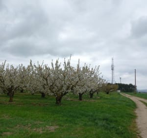 Vue panoramique dans les cerisiers de Gy-l'Évêque - Gy-l'Évêque - 3