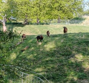 Randonnée autour du fort de Condé - Chivres-Val - 3