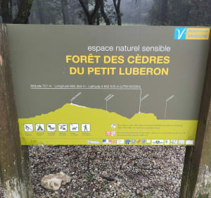 La forêt de cèdre a Bonnieux - Bonnieux - 3