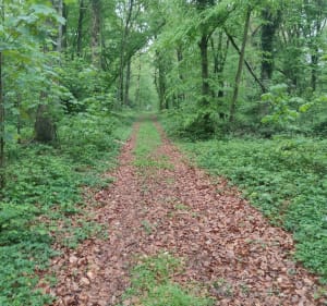 Boucle Les enclaves - Forest-Montiers - 4