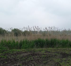 Le marée noir de Dol et Roz-Landrieux - Roz-Landrieux - 3