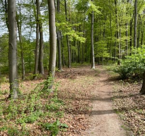 Las Michałowski pod Krakowem – piesza pętla - Wola Zachariaszowska - 4