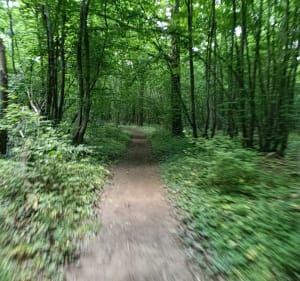 Autour de Farges-lès-Chalon et Forêt du Chalonnais à vélo - Farges-lès-Chalon - 5